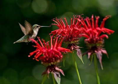 Hummingbirds and Monardas (Bee Balm) 2008