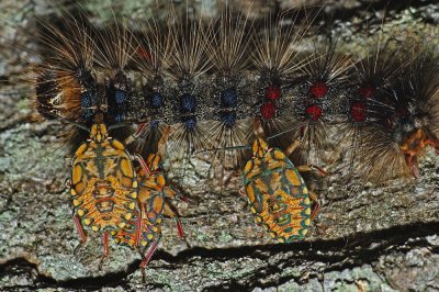 Spined Soldier Beetles (nymphs)