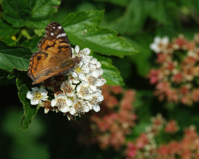 American Painted Lady