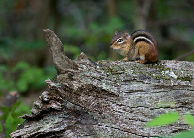 Chipmunk