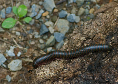 Millipede