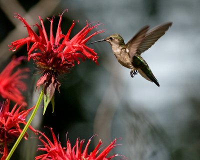 Ruby-throated Hummingbird IMGP4959.jpg