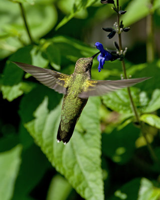 Salvia Guaranitica IMGP4954.jpg