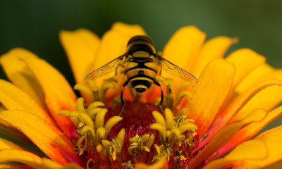 Toxomerus Hover Fly IMGP4982.jpg