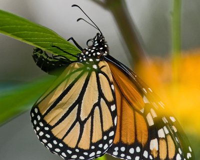 Monarch ovipositing IMGP5298.jpg
