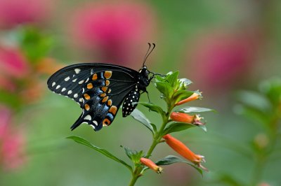 Black Swallowtail IMGP5648.jpg