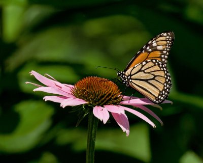 Monarch on Echinacea IMGP5748.jpg