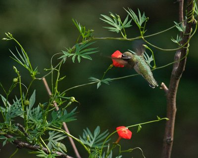 Cardinal Vine IMGP5766.jpg