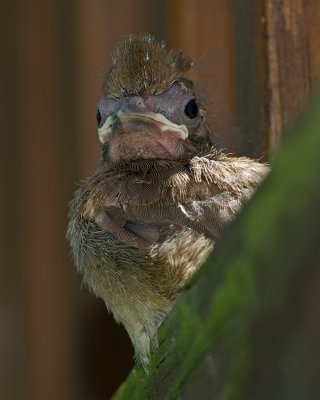 Cardinal Fledgling IMGP5814.jpg