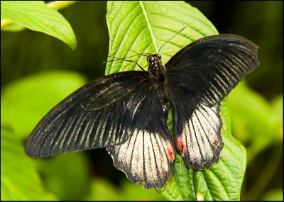 Butterflies in New Zealand