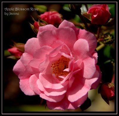 Apple Blossom Rose