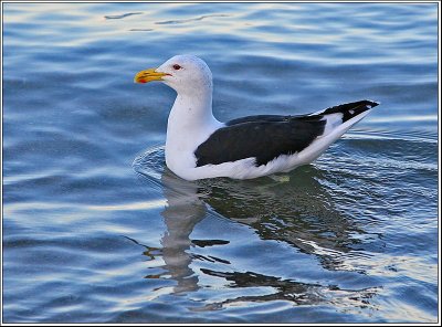 Black-Backed Gull