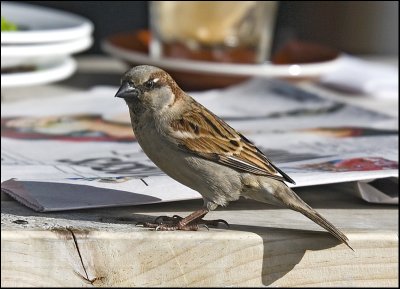 Sparrow reading the news