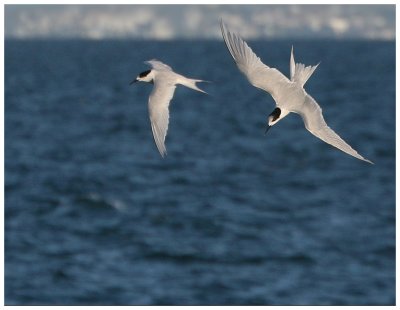 Terns flying in Hauraki Gulf
