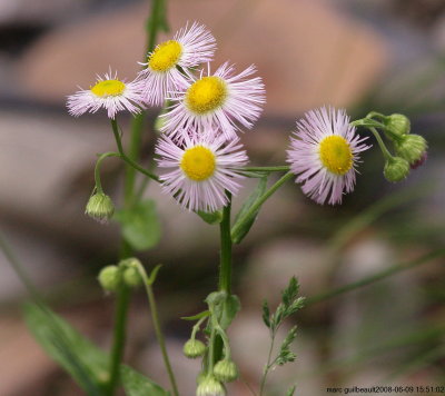 aster ponceau