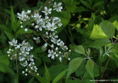 amelanchier
