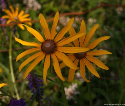 rudbeckie subtomentosa pursh