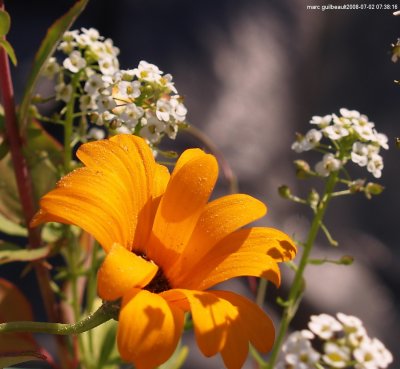 fleur a colibri