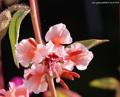 fleur a colibri