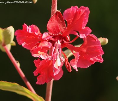 fleur a colibri