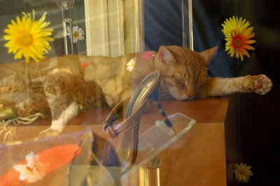 cat in window.jpg
