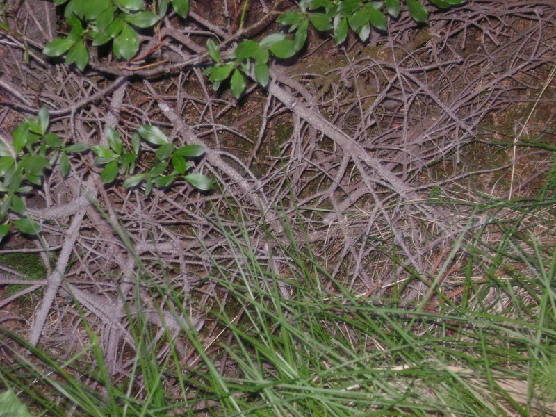 DSC01184.JPG