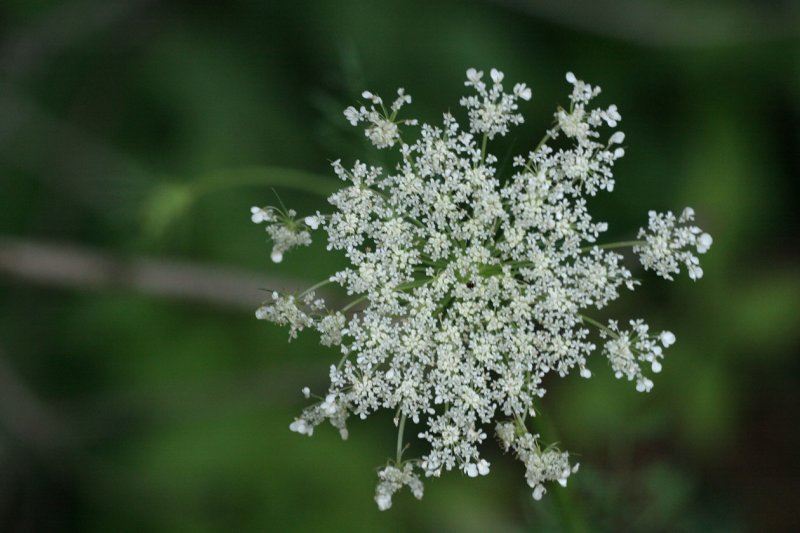 Queen Annes lace