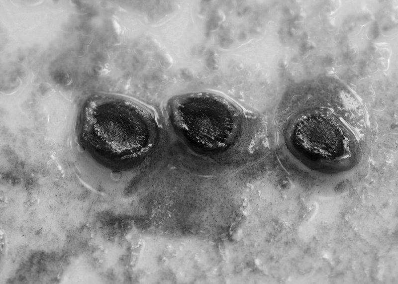 seeds, can you guess what kind?