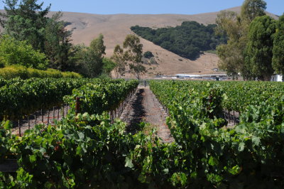 Napa valley