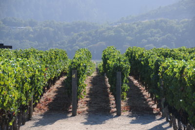 Napa Valley scenery