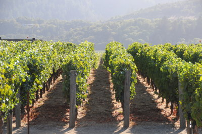 Napa Valley scenery