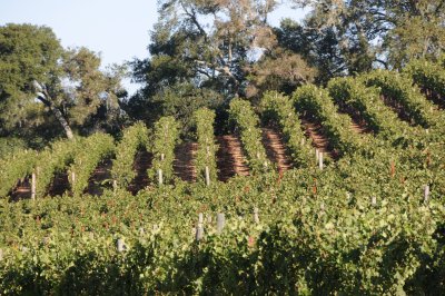 Napa Valley scenery