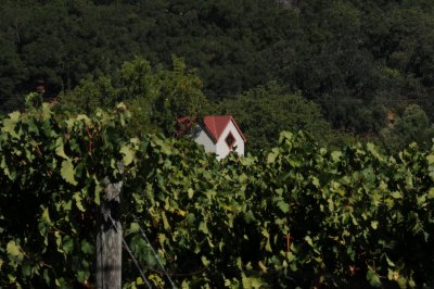 Near Sterling Winery