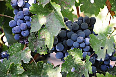 Grapes