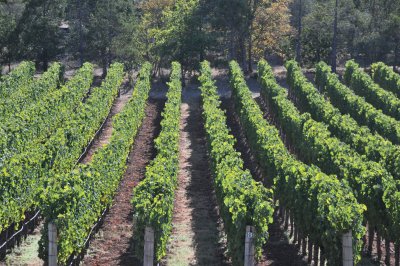 Sonoma scenery