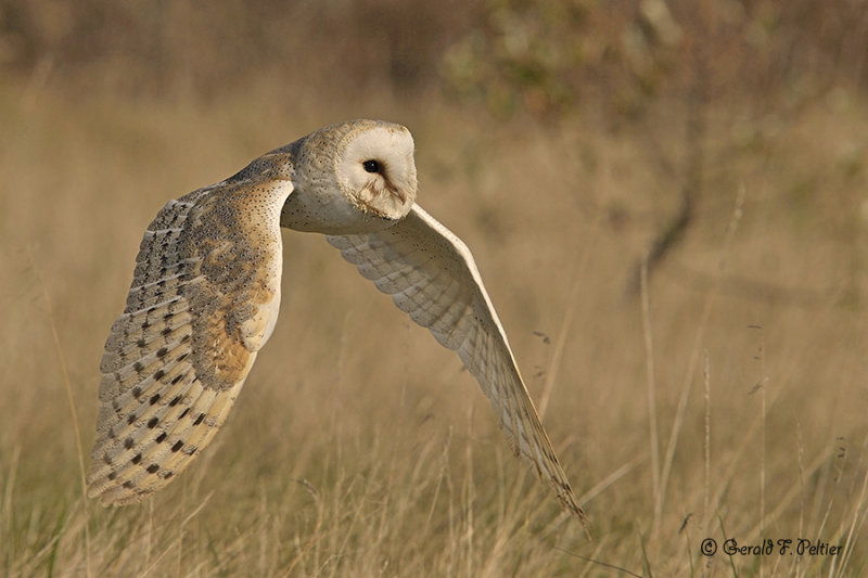  Barn Owl  20  ( captive )