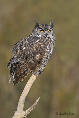  Great Horned Owl  17  ( captive )