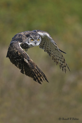  Great Horned Owl  18  (captive ) 
