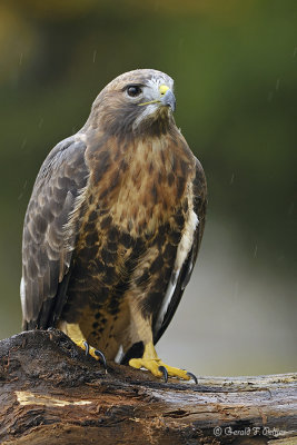  Red - tailed Hawk  12  ( captive )
