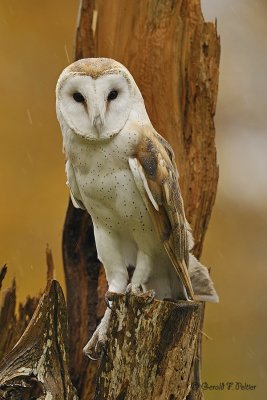 Barn Owl  13 ( captive )