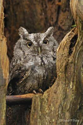 Eastern Screech Owl  4  ( captive )