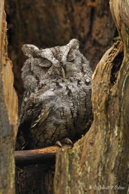 Eastern Screech Owl  5  ( captive )