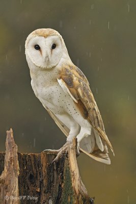  Barn Owl  14  ( captive )