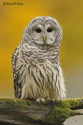  Barred Owl  2  ( captive )