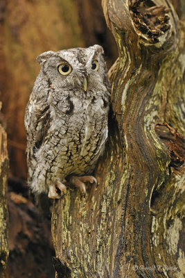  Eastern Screech Owl  6  ( captive )