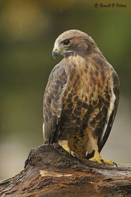  Red - tailed Hawk  13  ( captive )