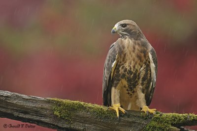  Red - tailed Hawk  14  ( captive )
