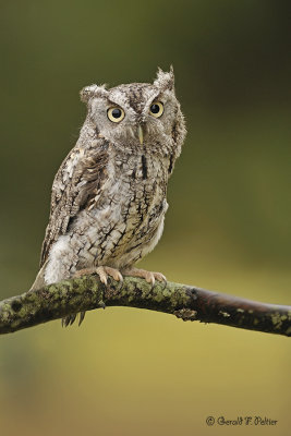  Eastern Screech Owl  7  ( captive )