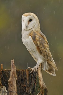 Barn Owl  15  ( captive )