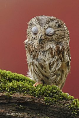  Northern Saw - whet Owl  2  ( captive )